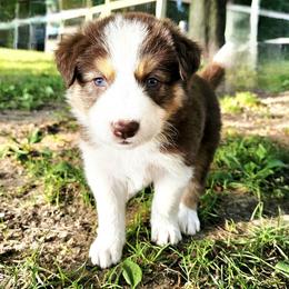 Cedar - Tri-color male Border Collie puppy in Cedar Springs, Michigan from Lyncroft Border Collies