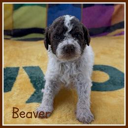 Beaver - Brown roan male Lagotto Romagnolo puppy in Monticello, Wisconsin from Shooting Star Water Dogs