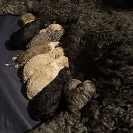 Waitlist 2 (M) - Brown and white male Bernedoodle puppy in Gales Ferry, Connecticut from Schweers Goldens and Doodles