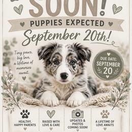 Border Collie Puppies from DiCola Farm