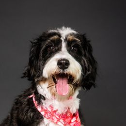 Shelby - Bernedoodle