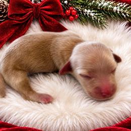 Joy - Cream female Dachshund puppy in Sebring, Florida from Mini Weenies