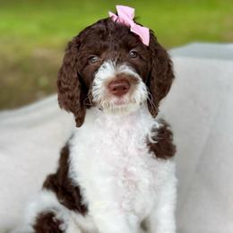 Pink - Chocolate female Goldendoodle puppy in Hesperia, Michigan from Red Acres Poodles & Doodles