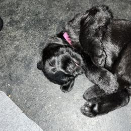 Oakley - Black female Giant Schnauzer puppy in Noblesville, Indiana from Stratton House Kennels