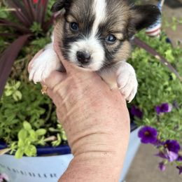 Dorothy ( orange ) - White and sable female Papillon puppy in Chattanooga, Oklahoma from Lottie Dottie Scottie’s and Papillons
