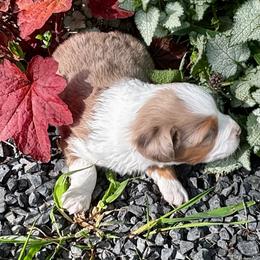 Red merle female - Red merle female Miniature Australian Shepherd puppy in Parma, Idaho from Arena Valley Acres