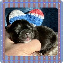 Valor - Black and gold male Yorkshire Terrier puppy in Annandale, Virginia from Artisan Yorkies LLC
