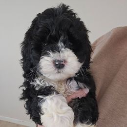 Maggie - Black and white female Aussiedoodle puppy in Galena, Illinois from Perry's doodles