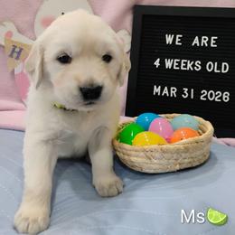 Lime green collar girl - Light golden female Golden Retriever puppy in Rochester, Washington from Grand Mound Goldens