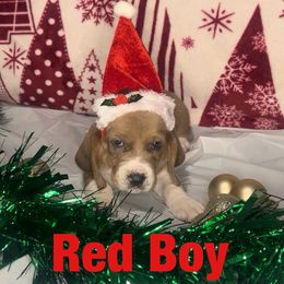 Boy 2 - male Basset Hound puppy in Lexington, Kentucky from Breashae's  Pups