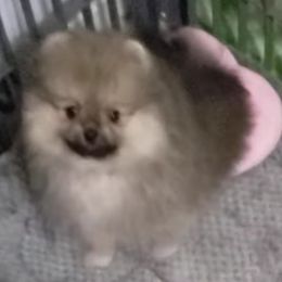 Boy 3 - male Pomeranian puppy in New Lenox, Illinois from Forever Pomeranians