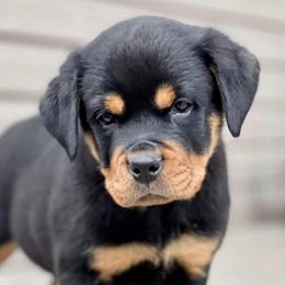 Rottweilers from LMR Kennel