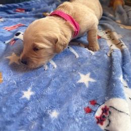 Ms. Dark Pink - Golden female Golden Retriever puppy in Vesuvius, Virginia from South River Retriever's