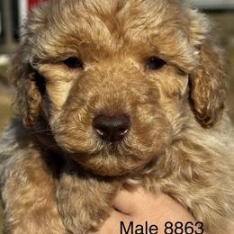 Stormy - Apricot male Goldendoodle puppy in Arcadia, Florida from KnuDawn Goldendoodles and Cavapoos
