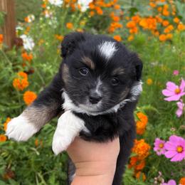 Moss - Black tri female Toy Australian Shepherd puppy in Quincy, Michigan from Ivy Meadows and Friends