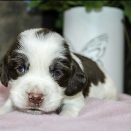 Bruno - Liver and white male English Springer Spaniel puppy in Winchester, Kentucky from Hidden Springs Farm