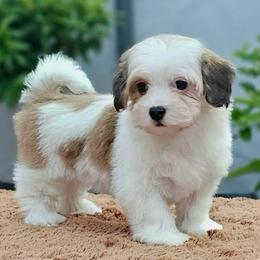 Lola - Red sable female Havanese puppy in Draper, Utah from Peaks Pups & Cavachon Love Chocolate Cavaliers, Cavaliers, Cavachon’s, Cavapoos & Havanese