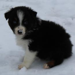 Quintin - Black tri-color male Australian Shepherd puppy in Kansas, Oklahoma from Windy G Farm