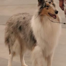 Collies and Poodles from Los Arteagas Collies & Standard Poodles