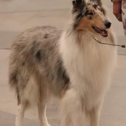 Collies and Poodles from Los Arteagas Collies & Standard Poodles