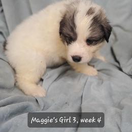 Girl 3 - White and badger female Great Pyrenees puppy in Nicholson, Georgia from Pony Trail Farm
