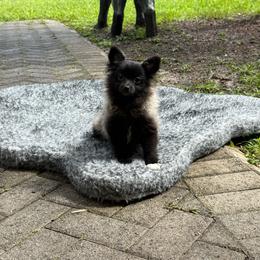 Sky 3.10 ibs 2400 - Black female Pomeranian puppy in Naples, Florida from 🤎 Dreaming Puppies 🐶