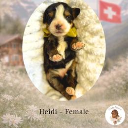 Heidi - Tri-color female Bernedoodle puppy in Canton, Georgia from Teddy Puppies