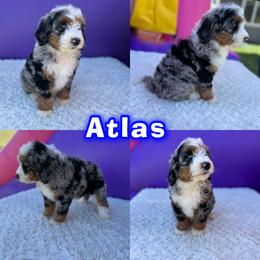 Bernedoodle Puppies from Over the Moon Poodles and Doodles