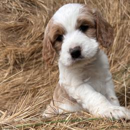 Twinkle Toe - Parti female Goldendoodle puppy in Washington from 7 Sisters Cockapoos