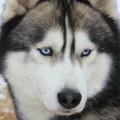 Siberian Huskies from Anna's Siberian Huskies