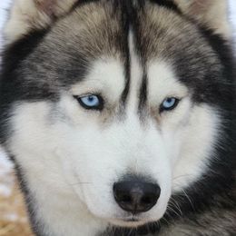 Siberian Huskies from Anna's Siberian Huskies