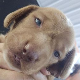 Cherry Garcia - Red female Dachshund puppy in Bigfork, Minnesota from Long Ears and Long Dogs Ranch