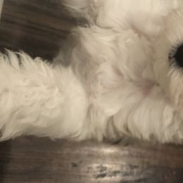 Aussiedoodles from 5 Cent Doodle Dogs