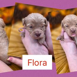 Flora - Apricot female Goldendoodle puppy in Decatur, Tennessee from Diamond's Doodles