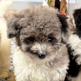 Skye - Parti female Poodle puppy in Queens, New York from The 2 Musketeers_Cockapoos