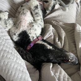 Goldendoodle, Golden Retriever, and Poodle Puppies from Angelic Goldens