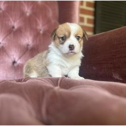 Fanta - Red female Pembroke Welsh Corgi puppy in Saint George, South Carolina from Carolina cotton candy corgis