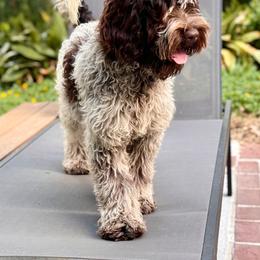 Australian Labradoodle, Bernedoodle, Goldendoodle, Poodle, and Sheepadoodle All Grown Up from Sutton Place Doodles