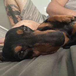 Wee-wee - Dachshund