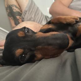 Wee-wee - Dachshund