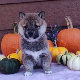 Rusty - Red male Shiba Inu puppy in Clayton, Illinois from Adorable-Puppies