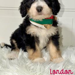 London - Tri-color female Bernedoodle puppy in Beecher, Illinois from Erica’s Doodles
