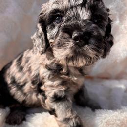 Patsy - Merle female Cockapoo puppy in Ellaville Ga, Georgia from Lakeside Cockapoos