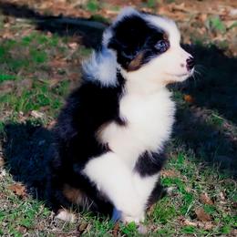 Marshmallow - Black tri-color female Australian Shepherd puppy in Belton, Texas from Brilliant Beautiful Australian Shepherds