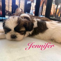 Jennifer - Black gold and white female Shih Tzu puppy in Hemet, California from Aloha Shih Tzu