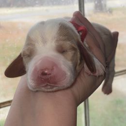 Red Collar - Red and white male Basset Hound puppy in Callao, Virginia from Walk The Line Basset Hounds