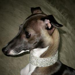 Italian Greyhound All Grown Up from Quality Italian Greyhounds
