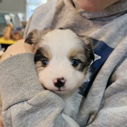 Miniature Australian Shepherd Puppies from Carter's Cuties