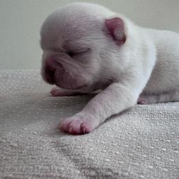 Beth - White female French Bulldog puppy in Cleveland, Tennessee from Grammer's Southern Breeding