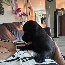 Boy 1 - male Patterdale Terrier puppy in Loomis, California from Oakleaf Ranch